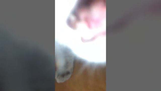 Луна скушала телефон смотреть онлайн