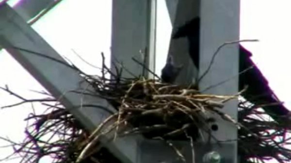 Они должны жить