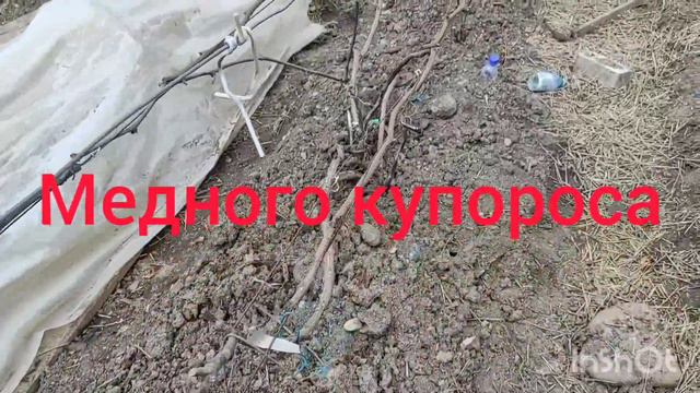 Искореняющая обработка на винограднике после открытия . смотреть онлайн