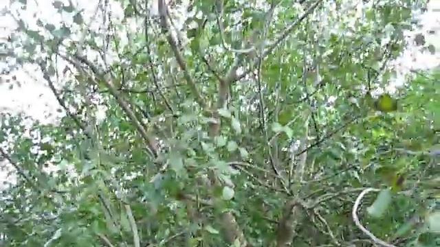 Ceratonia siliqua Carob Tree смотреть онлайн