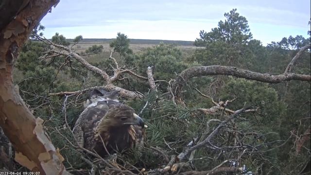 Kaljukotkas~ Helju brings branch is testing the nest & leaves~9:04 am 2023/04/04 смотреть онлайн