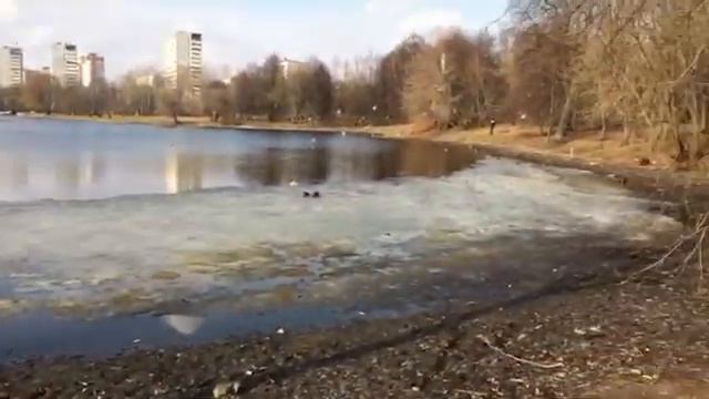 Головинские пруды апрель 2017 смотреть онлайн