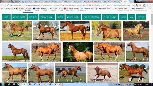 Прямая трансляция Надежды Кутузовой породы лошадей