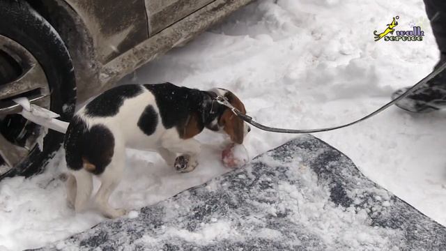 Загадки поведения бигля, рассудок или смещённая реакция смотреть онлайн