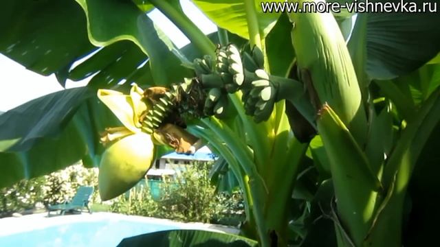 Вишневка Казанский,29/1 - Отдых в Лазаревском районе смотреть онлайн