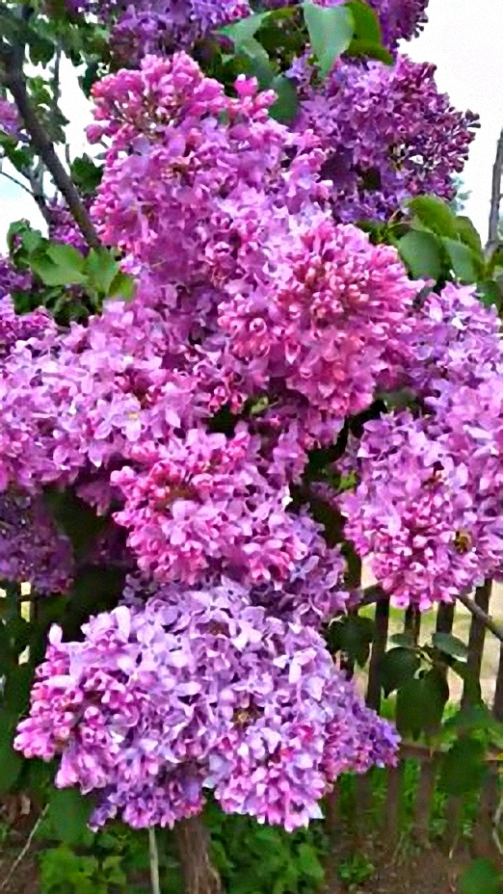 #Сирень буйно цветёт смотреть онлайн