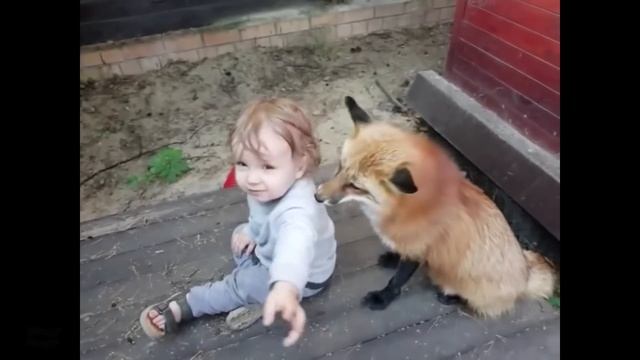 Ли Сяо / Alice the Fox Лиса Алиса (Поведение лисы с маленьким ребенком) смотреть онлайн