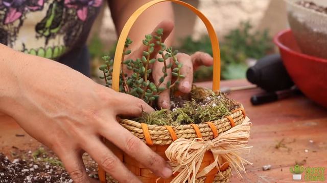 Upcycle With Succulents: Orange Mini Basket смотреть онлайн