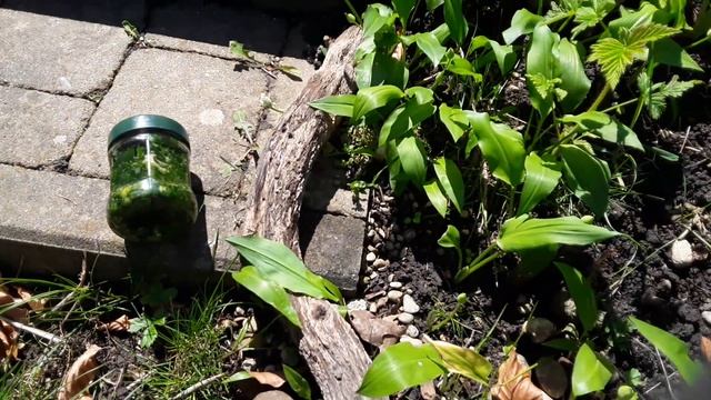 Черемша и мокрица (звездчатка) в саду