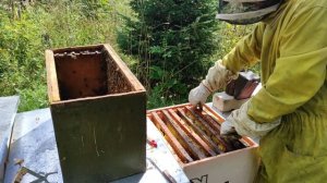 Пчеловодство.Роеловство.Сколько мёда  в ловушках.Поимка и заселение бродячих роёв в улья.#Роеловств