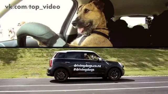 Собака за рулем! смотреть онлайн