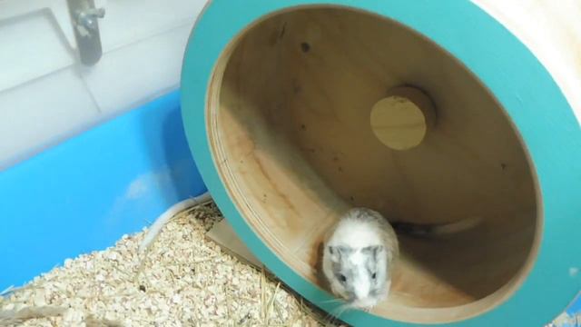 #ПЕСЧАНКИ семья 4 / Макс и его невесты / Монгольские песчанки от импортных родителей с геном ДИЛЮТ смотреть онлайн