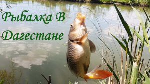 Бешеный Клев Сазана (Один за Одним) Рыбалка в Дагестане