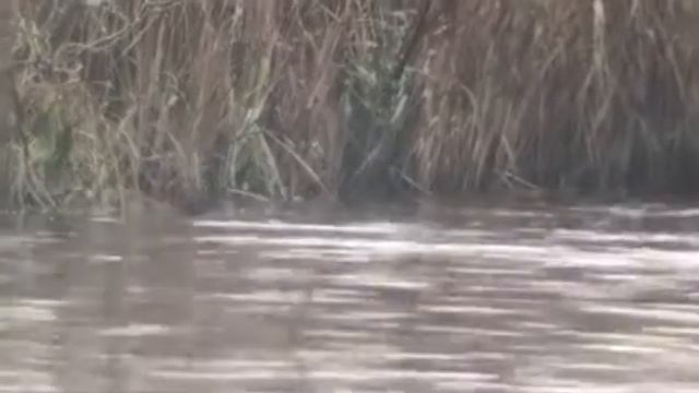Otter 2 смотреть онлайн