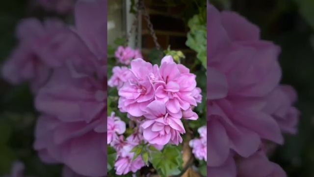 #shorts Пеларгонии!?Сиренево- белое кашпо в моем саду в Лондоне! ?Trailing pelargonium . смотреть онлайн