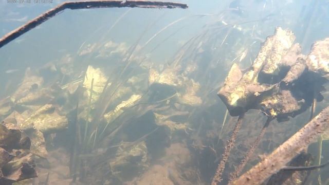 Река Нугрь. Можно ли сплавиться, как выглядит? Орловская обл. Болховский р. С. Спешня. смотреть онлайн