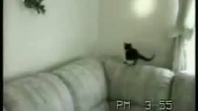 Коты с Озвучкой - ржака смотреть онлайн