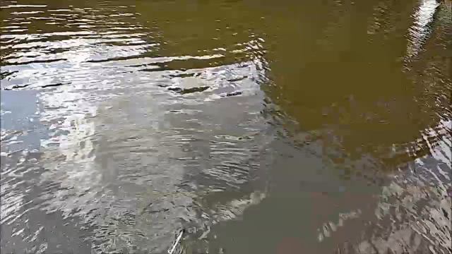 Вываживание крупного карпа, Клёвое место, Лосиный остров смотреть онлайн