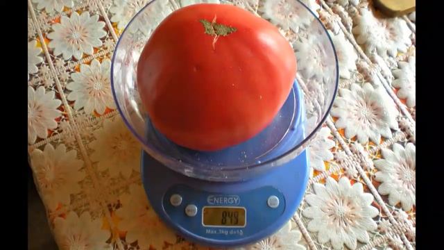 ЮЖНЫЕ урожаи на СЕВЕРЕ Ленинградской области смотреть онлайн