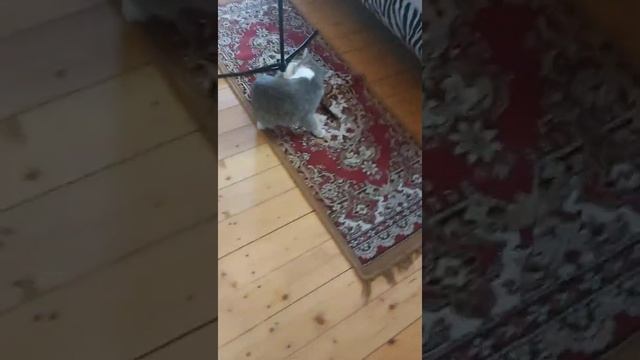 Ящерица укусила кошку! смотреть онлайн