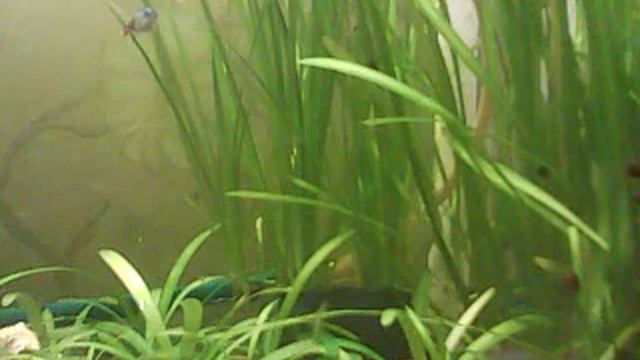 Водоросли и улитки