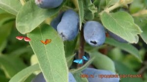 Жимолость съедобная Камчадалка (kamchadalka) ? обзор: как сажать, саженцы жимолости Камчадалка