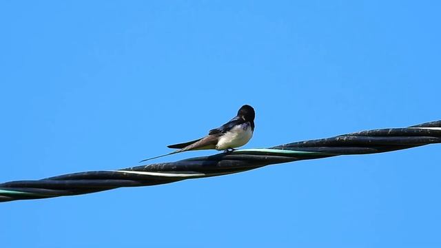 3 июня деревенская ласточка смотреть онлайн