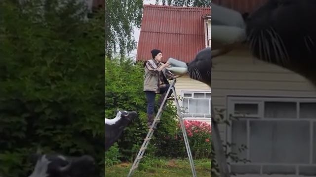 Самый большой КОТ( больше коровы ) в мире ! #shorts смотреть онлайн