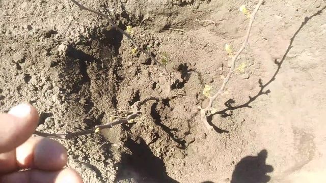 Уход за однолетними кустами винограда: апрель смотреть онлайн