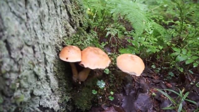 Семейка ложных белых грибов смотреть онлайн