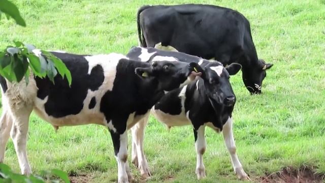 Учите животных на английском языке #9 Обезьяна Тигр Лев Кошки Собаки Дикие животные #корова #poem смотреть онлайн