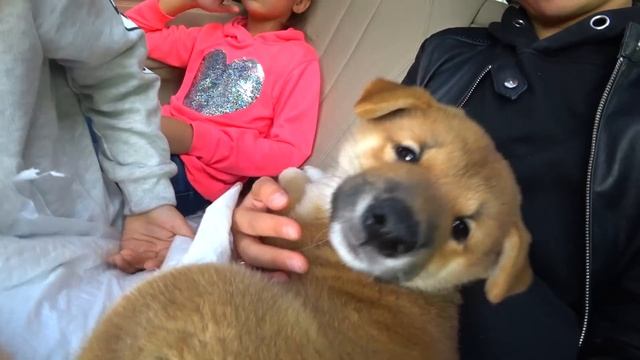 Мне ПОДАРИЛИ СОБАКУ СИБА ИНУ | Моя МЕЧТА СБЫЛАСЬ!