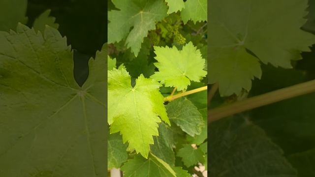 Цветение винограда в мае.Виноградная лоза. смотреть онлайн