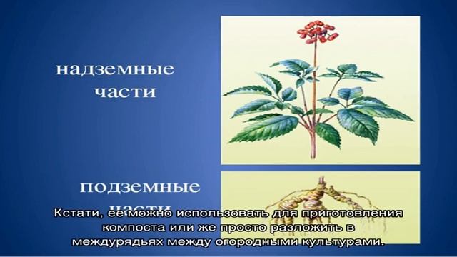 Гречиха как сидерат: удобряем почву без химии смотреть онлайн