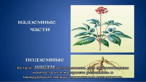 Гречиха как сидерат: удобряем почву без химии