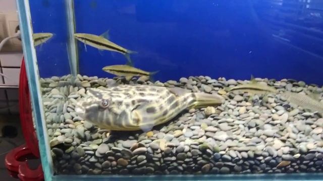 тетрадон фахака . Он же Батон, он же Жабуня) смотреть онлайн