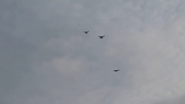 Саратовский голубедром"Голуби Поволжья". Закрытие осеннего сезона. смотреть онлайн