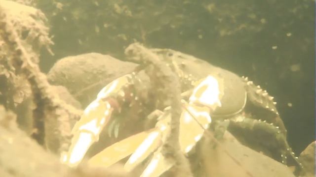 Невероятное видео австралийского речного рака-монстра смотреть онлайн