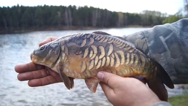 Выпуск карпа в сектор Б водоема Калиновский разрез смотреть онлайн