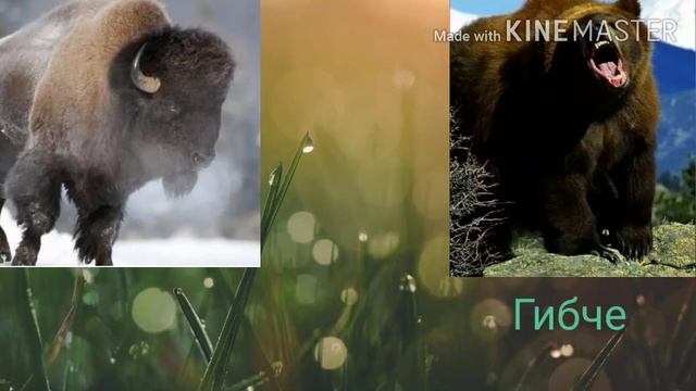 Бизон против бурого медведя смотреть онлайн