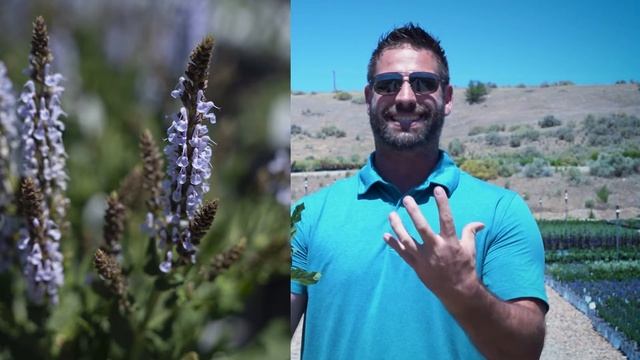 Salvia nemorosa 'Perfect Profusion' смотреть онлайн