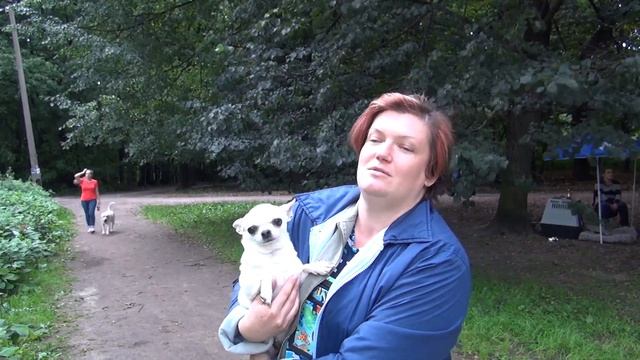 Отзыв о применении Lactis Zoo. Питомник чихуахуа смотреть онлайн