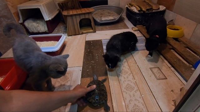 Тортилла осваивает новые территории приюта.Помощь животным смотреть онлайн