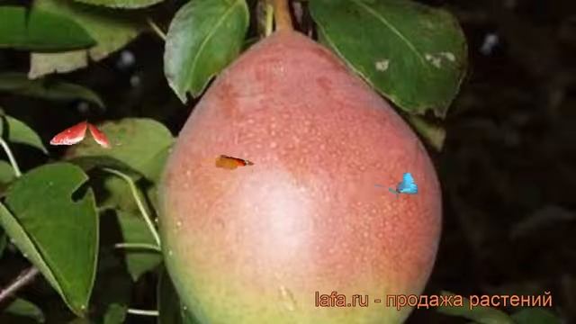Груша плодовая Новелла (pyrus communis) ? груша Новелла обзор: как сажать саженцы груши Новелла смотреть онлайн