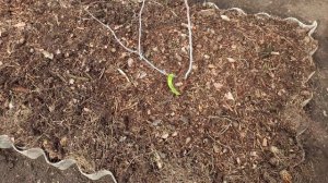 Посадка голубики в хвойный опад.