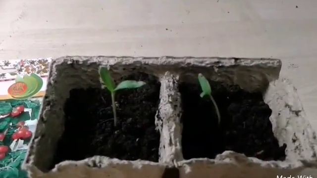 Вкусняшки на вашем подоконнике смотреть онлайн