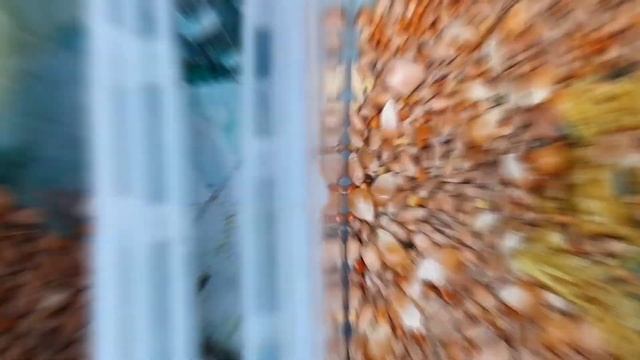 Делаю голубям мощный эликсир каждые три дня доволен состоянием.This does the pigeons every threeday смотреть онлайн