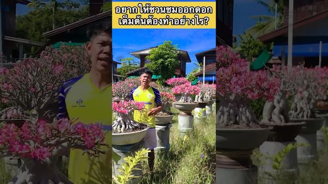 อยากให้ชวนชมออกดอกเต็มต้นต้องทำอย่างไร|เร่งชวนชมให้ออกดอก|สวนชวนชมคุณต๋อง смотреть онлайн