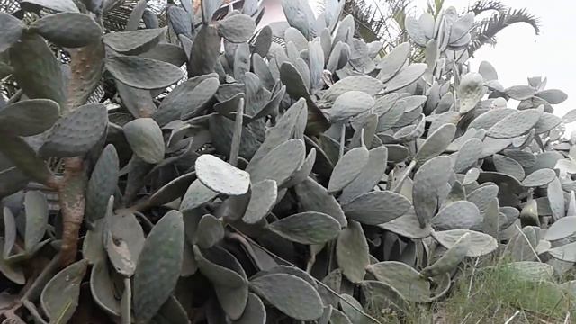 Кактусы в Израиле смотреть онлайн