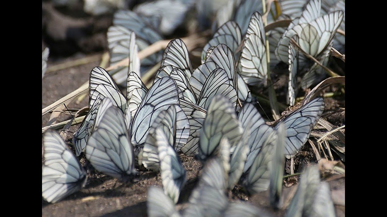 Много бабочек на дороге, в первый раз такое вижу! МОРЕ БАБОЧЕК / SEA OF BUTTERFLIES смотреть онлайн
